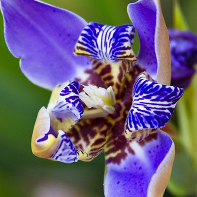 Landscape & Nature - Purple Iris