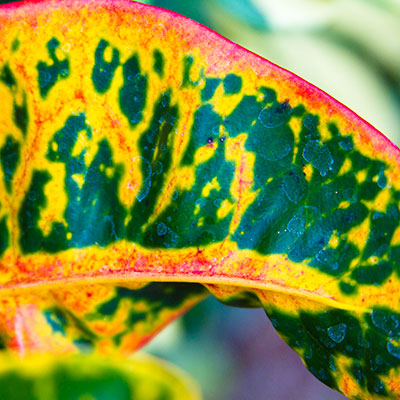 Landscape & Nature - Plant Life