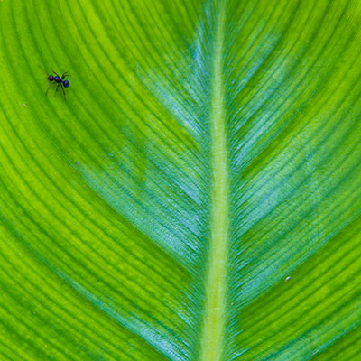 Landscape & Nature - Plant Life