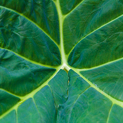 Landscape & Nature - Plant Life