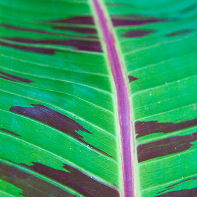 Landscape & Nature - Plant Life