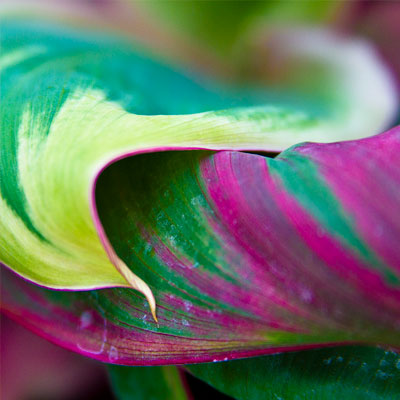 Landscape & Nature - Plant Life
