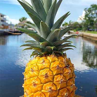 Still Life - Pineapple