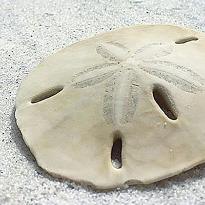 Landscape & Nature - Sand Dollar
