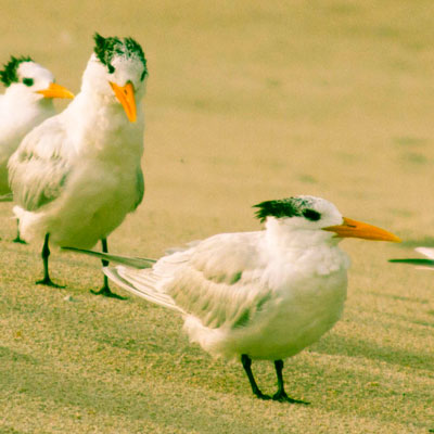 Landscape & Nature - Seagulls at the Beach